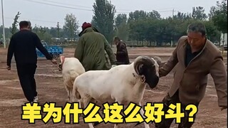 Mengapa domba begitu lemah, tetapi begitu suka bertarung?