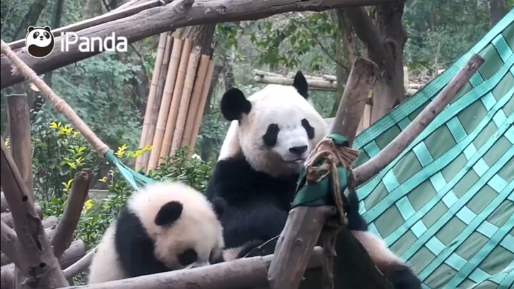 [Panda] Duo Duo yang ingin naik ke kursi gantung tapi ditolak