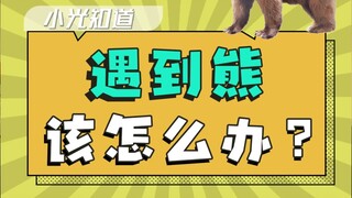 What should you do if you encounter a bear?