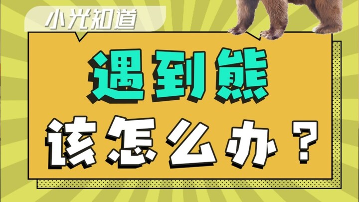 What should you do if you encounter a bear?