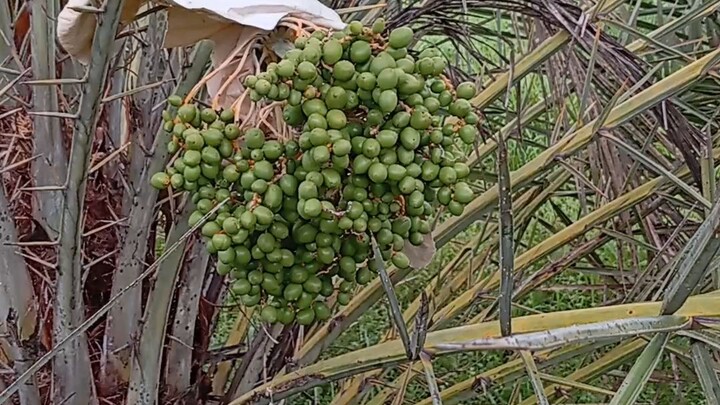 Kurma di Lombok