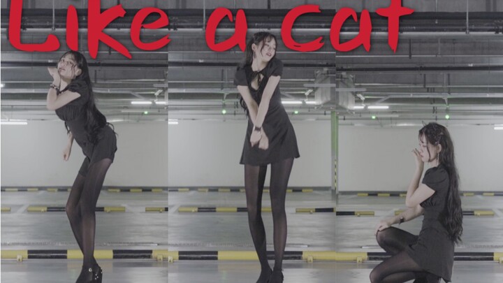 Từng bước một tiến về phía em ♥ Như bước chân mèo nhẹ nhàng, duyên dáng 【Tam Thất】