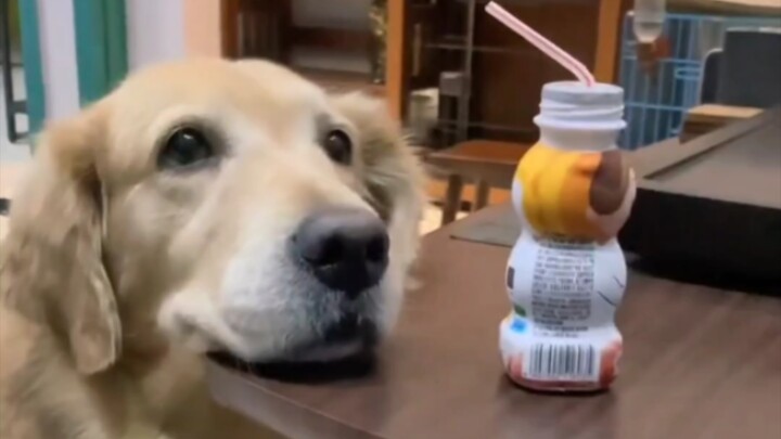 Sehari aja nggak minum rasanya nggak enak banget 🐶