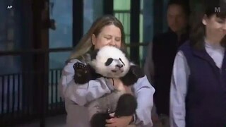 【熊猫】熊猫宝宝贝贝去国外游玩 小家伙萌翻了