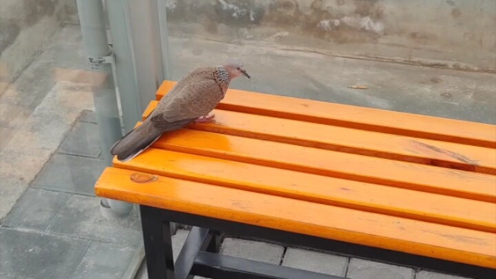 “Bird Bar Pet” quả không hổ danh!