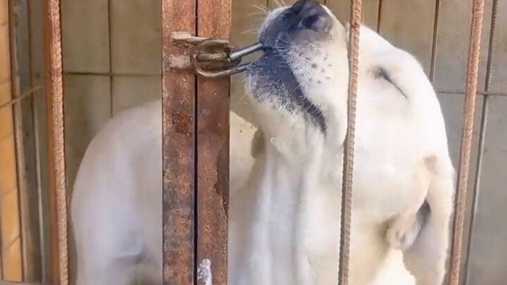 “Chó: Mở khóa dễ như uống nước”