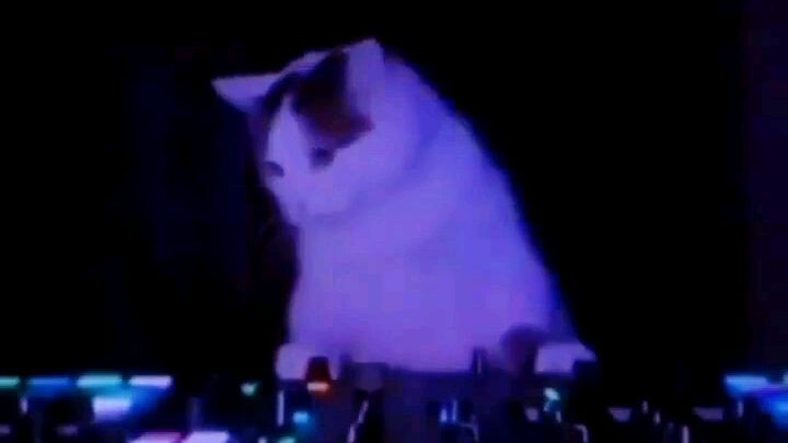 Kucing viral (Sisi gelap perkucingan)