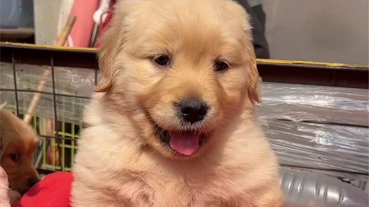 ตลาดสัตว์เลี้ยงช่วยแฟนคลับเลือกลูกหมาโกลเด้นสีทรายทอง ดูซิราคาเท่าไหร่ถึงจะพาไปได้ คุณชอบลักษณะแบบนี