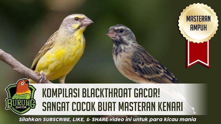 Kompilasi Blackthroat Gacor Sangat Cocok Buat Masteran Burung Kenari