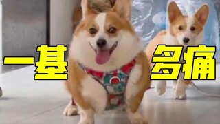 When you have a corgi, you will understand the pain...
