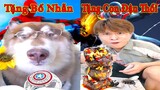 Thú Cưng TV | Ngáo Husky Troll Bố Dương KC #33 | chó thông minh vui nhộn | funny cute smart dog Pets
