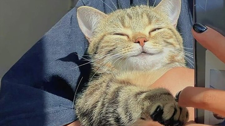 "Kucing: Oh, wanita, aku telah memenangkanmu sejauh ini."