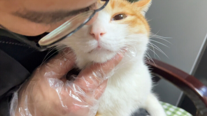 Cat: Once you’ve finished playing with me, you’d better make me a delicious big plate chicken!