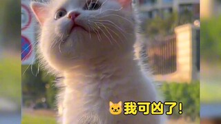 “萌化了，奶凶奶凶的小奶猫也太可爱了吧……”