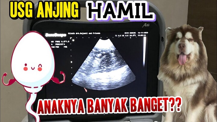 CARA MENGETAHUI ANJING HAMIL - ALASKAN MALAMUTE GIANT LUNA, CEK USG ANAKNYA BERAPA YAH????