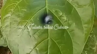cute cute