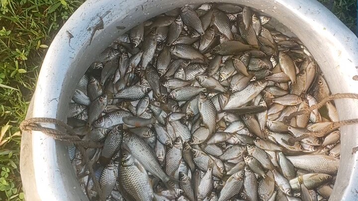 নদীর দেশী মাছ