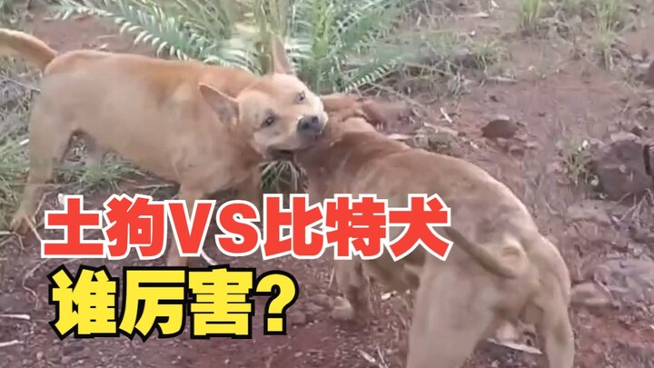 Chó địa phương VS chó Pit Bull, hóa ra Pit Bull chỉ là cái tên vô nghĩa!