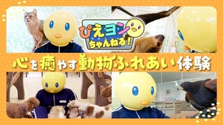 【推しの子】ぴえヨンが動物ふれあい体験で癒されてきた！【ぴえヨンチャンネル出張版】