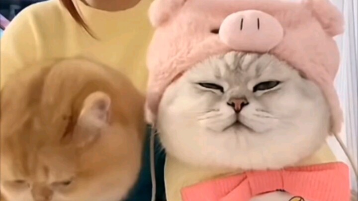 《พี่รักน้องเคารพ》เงินไล่เฉิงตัวชั่วร้าย VS ทองไล่เฉิงผู้แสนดี กับความคิดอิจฉาแย่งชิงความรักของลูกแมว