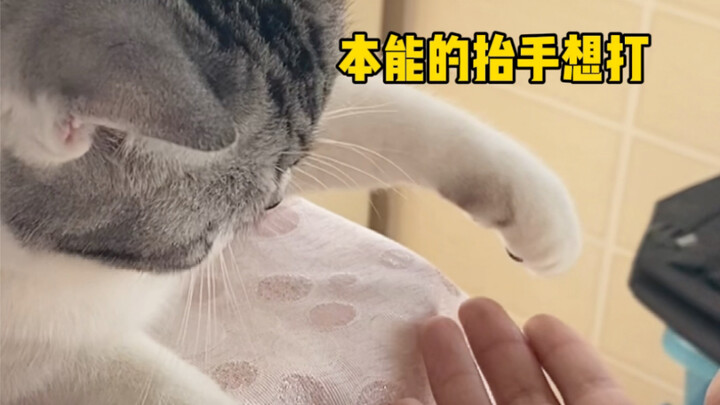มั่วเวย: แม้ตอนกำลังงอนก็ไม่ทำร้ายคุณแม่นะ~ น่ารักสุดๆ ไปเลย!