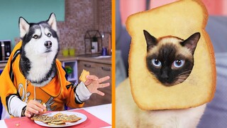 22 Trò Chơi Khăm Và Mẹo Vui Nhộn Với Thú Cưng
