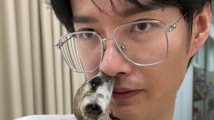 Apakah semua individu spesies meerkat punya kebiasaan aneh seperti ini?