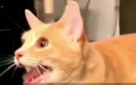 لماذا لا يمكن تربية حيوانين معًا # حيوانات سحرية # فيديوهات مضحكة عن الحيوانات # سلوكيات الحيوانات ا