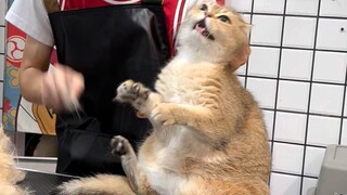 15 catties irritable golden gradient hair care