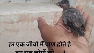 bird's