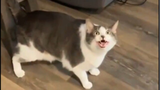 Cat: It’s a pity that I can’t speak, otherwise I would have said shit