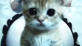Mew@@.