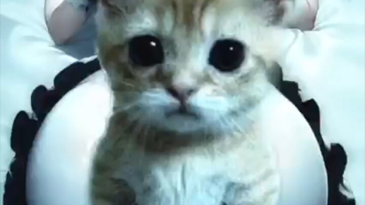 Mew@@.