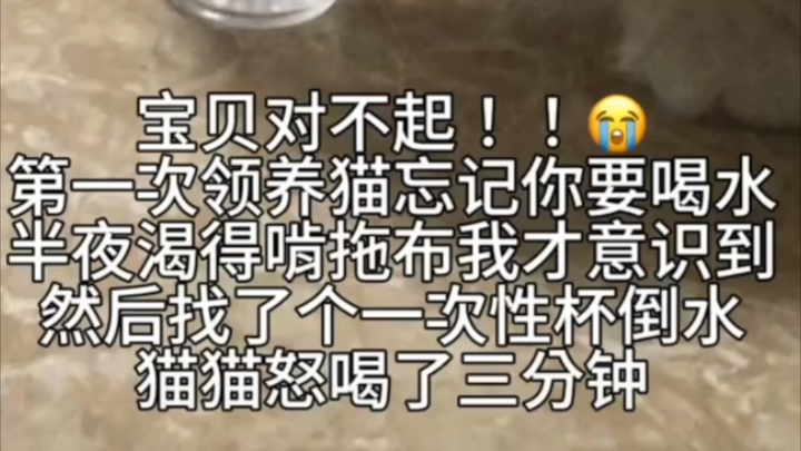 猫:终于喝到水了