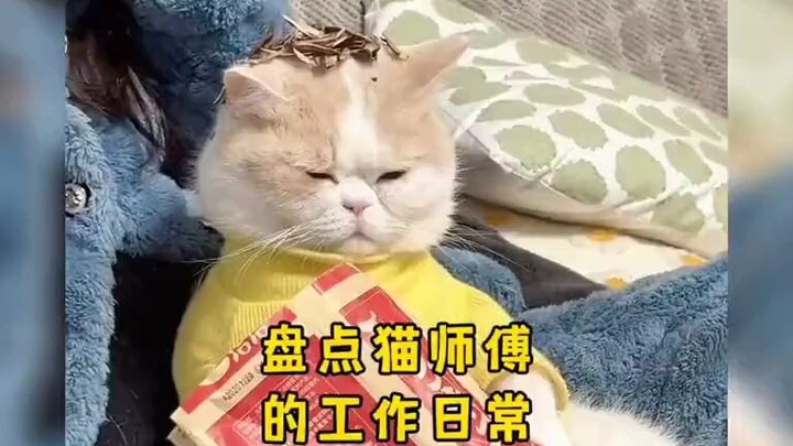 Kucing: Kalau nggak ada aku, rumah ini bakal berantakan!