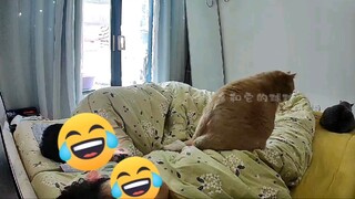 [Loạt giám sát] Một con mèo nặng 20 pound có thể đá giật bao nhiêu?