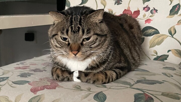 Ketika si kucing kecil mengeluarkan ingus, itu berarti ia ingin dipeluk dan dicium oleh ibunya, kan?