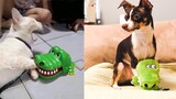 Dog and Cat Reaction to Toy - Best Of The 2021 Funny Animal Videos