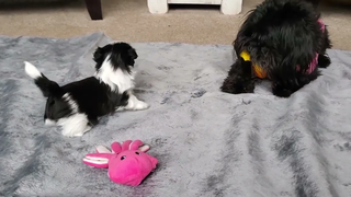 Quincy the Mi-Ki Puppy อายุ 4 สัปดาห์