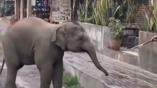 Chú voi con thông minh bên đường xin người ta nước uống