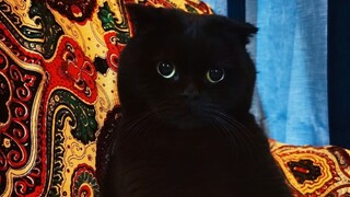 Cats are really smart! They get it after just one lesson...