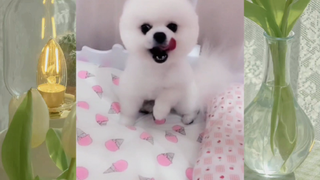 CUTE PET #น่ารัก&ตลก #5555+