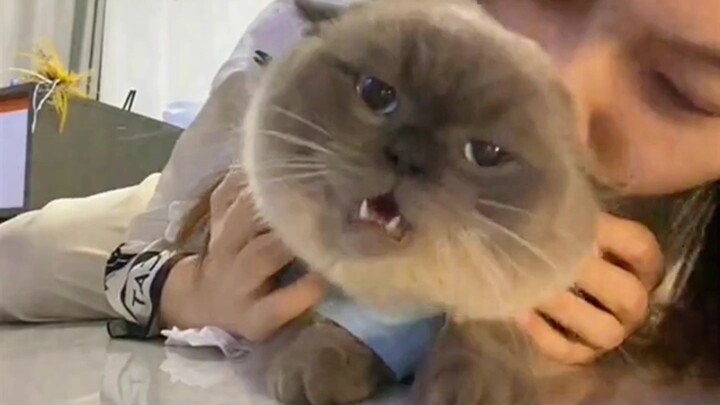 Chú mèo con dễ thương #Thú cưng đáng yêu đổ bộ #Giải thích về thú cưng đáng yêu