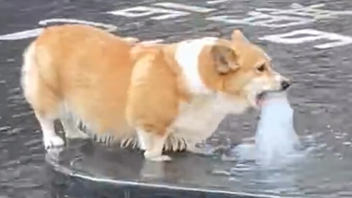 "Elegant, truly elegant!"