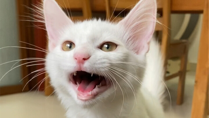 猫妈妈：谢谢你…带走了最吵的那一个。