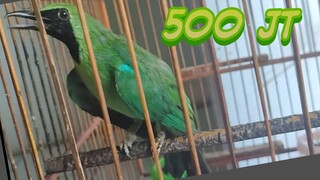 cucak ijo gacor,cucak ijo gacor ngentrok, tembakan rapat ,dunia binatang