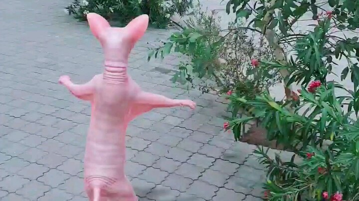 spanix Cat Dance On Road #sphinxcat