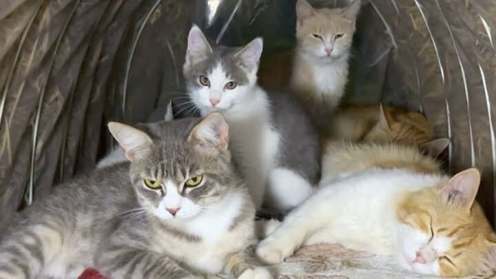 Căn chòi không đắt, còn có chỗ ngủ cho mèo con nữa!