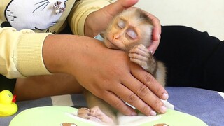 Wow Very lovely Orphan Baby Monkey Maku Sleeping on Hand Mom well After play small ball