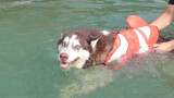 Lần bơi đầu tiên của Husky và Collie, khoảng cách thông minh rõ ràng